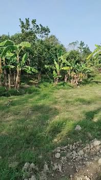 Farm Đông Quang 7743m² giá chỉ 2 tỷ - Đầu tư sinh lời ngay!