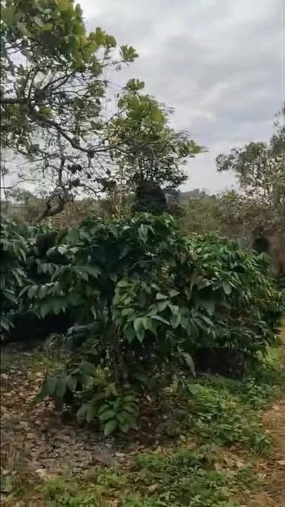 Đất nông nghiệp 30,000m² tại Phú Sơn, Bù Đăng - Giá chỉ 4.5 tỷ, đầu tư sinh lời!