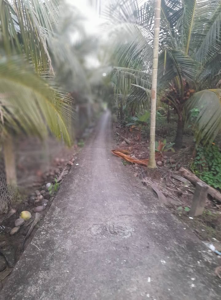 Đất cây lâu năm Phú Thạnh A, Chợ Gạo, Tiền Giang 312m² - Giá 430 triệu, sổ hồng bao giấy tờ!