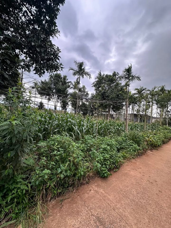 Đất thổ cư Ea Tóh, Krông Năng 1428m² giá 5 tỷ - Gần đường nhựa 20m!