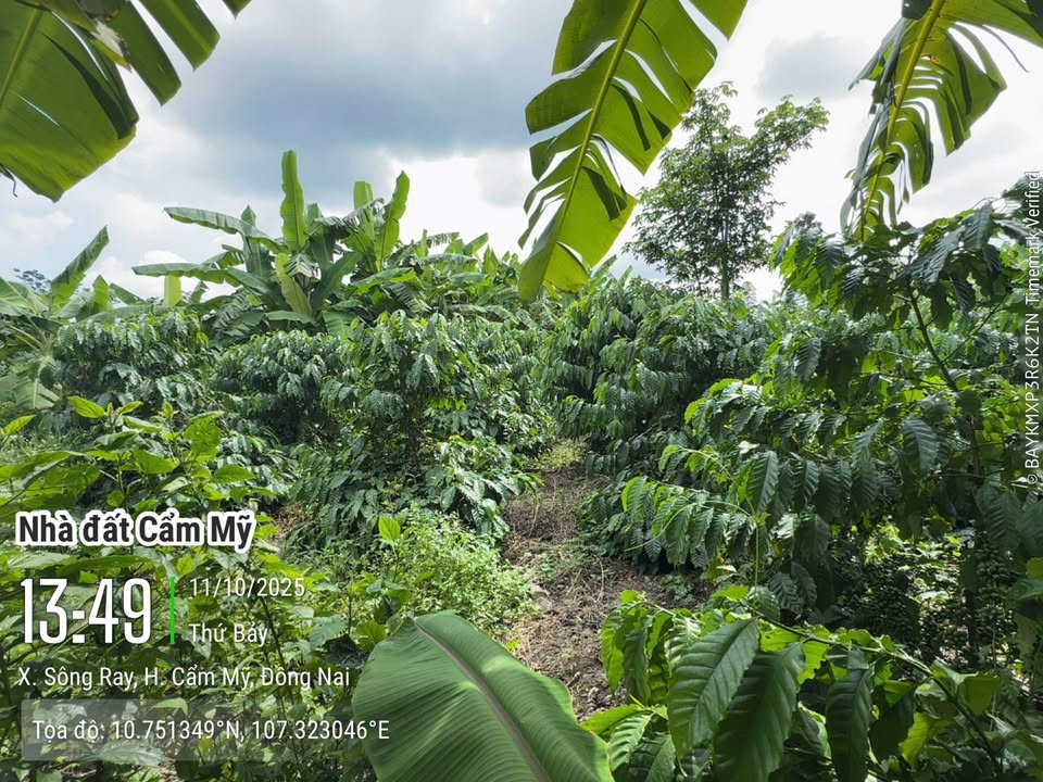 Đất thổ cư 100m² Sông Ray giá 890 triệu - Cơ hội đầu tư tuyệt vời!