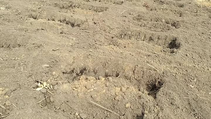 Đất Farm 1.6ha tại Đức Xuyên, Krông Nô chỉ 1.4 tỷ - Cơ hội đầu tư hấp dẫn!