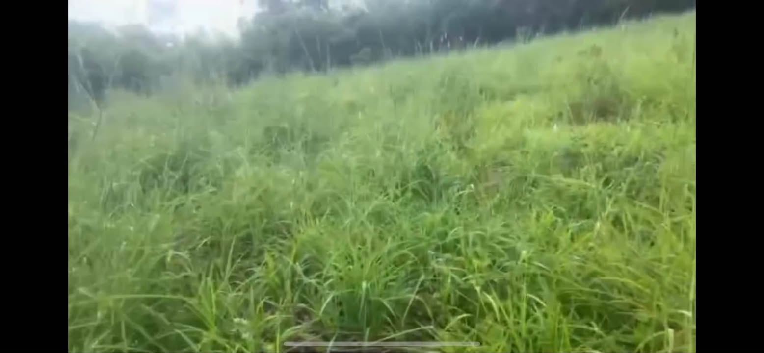 Đất nền 6ha tại Quảng Trực, Tuy Đức, Đắk Nông - Giá chỉ 1.1 tỷ, đầu tư sinh lợi!