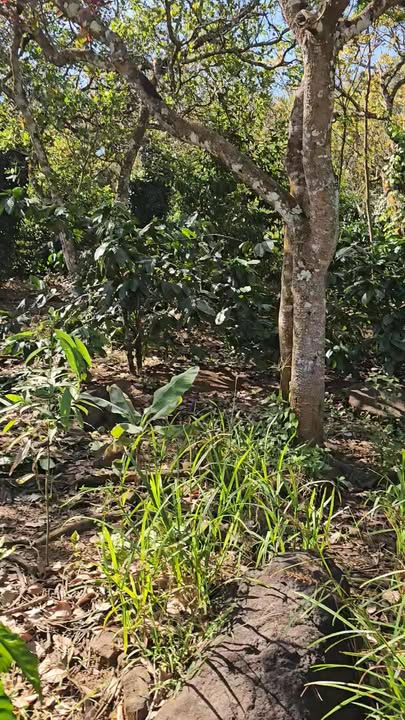 Farm 12ha Nhân Đạo, Đắk Nông giá 6 tỷ - Đầu tư sinh lời tiềm năng!