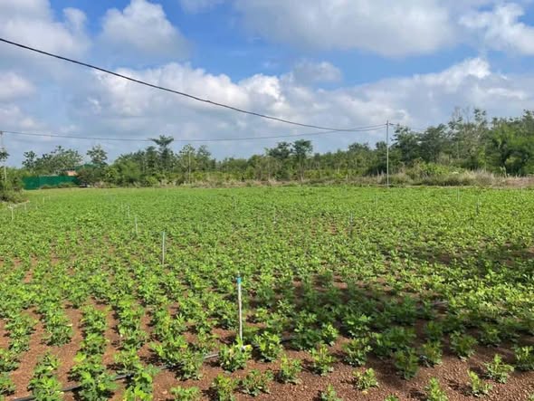 Đất nền Hòa Khánh Buôn Ma Thuột 2400m² giá 625 triệu - Cơ hội đầu tư hiếm có!