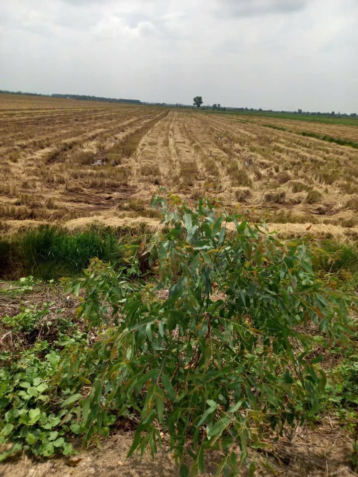 Đất ruộng 50.000m² tại xã Giang Thành, Kiên Giang chỉ 85 triệu - Cơ hội đầu tư hấp dẫn!