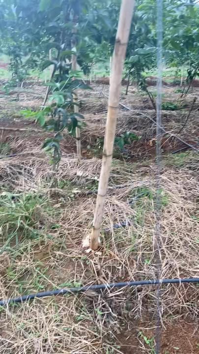 Đất nền Đan Phượng 10800m² giá 800 triệu - Cơ hội đầu tư tuyệt vời!