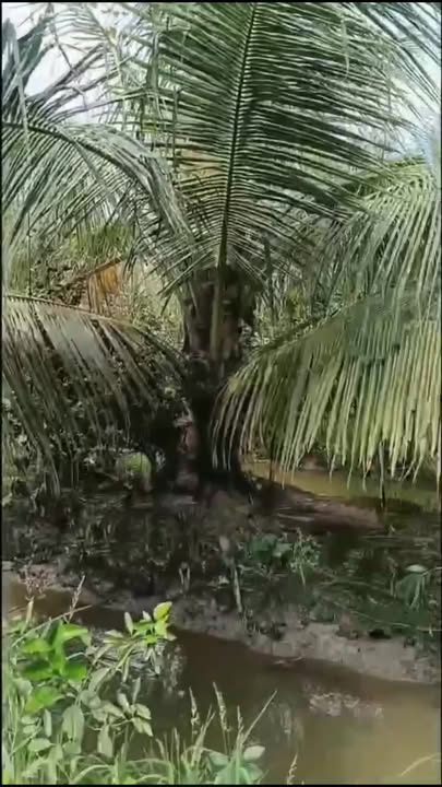 Đất nền xã Châu Điền, huyện Cầu Kè, Trà Vinh 23 công giá 5.75 tỷ - Mặt tiền kênh thông thoáng!