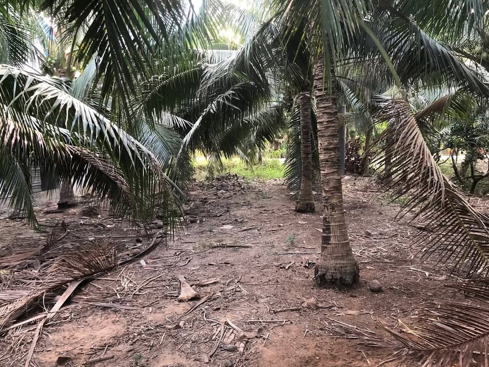 Đất nền đường nhựa xã Phú Thuận, Bình Đại, Bến Tre 520m² - Cơ hội đầu tư tuyệt vời!