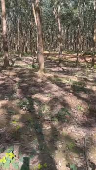 Đất farm 2ha4 Phú Trung, Tân Phú, Đồng Nai - Giá chỉ 4.2 tỷ, ô tô vào tận nơi!