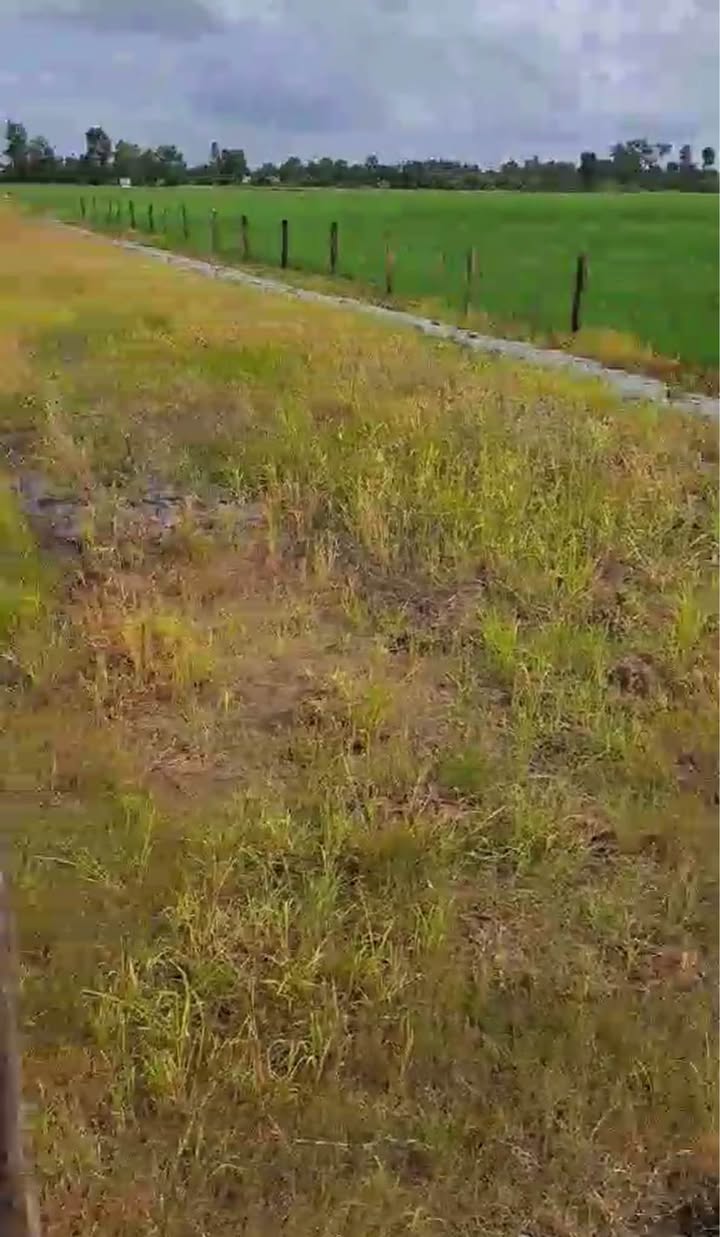 Đất nền nhà vườn Lý Văn Lâm 1060m² giá 790 triệu - Cơ hội đầu tư tuyệt vời!