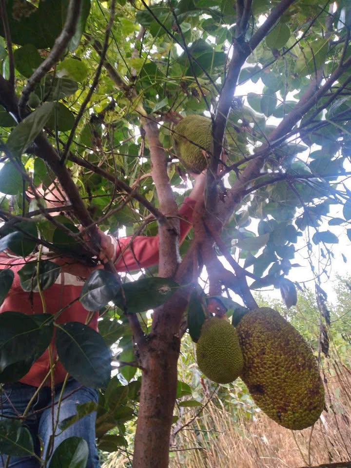 Đất 1000m² sổ đỏ Bình Lợi Vĩnh Cửu giá 2.2 tỷ - Chính chủ bán gấp!