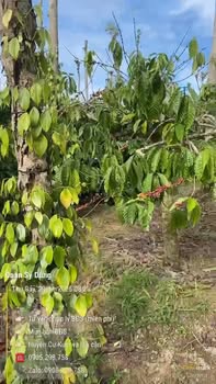 Đất nông nghiệp 6,2 sào tại xã Dray Bhang, Đắk Lắk - Giá chỉ 1.2 tỷ!