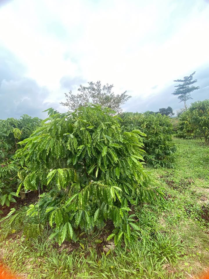 Đất nền 1,2 sào mặt đường tại thị trấn Ea Kar - Cơ hội đầu tư sinh lời!