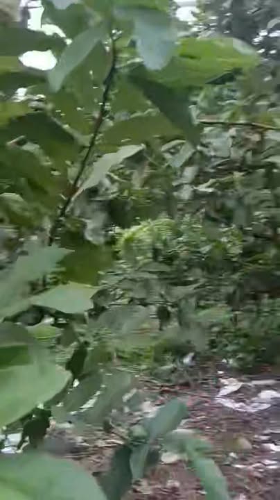 Đất nền Vô Tranh, Phú Lương, Thái Nguyên 4000m² giá 1.86 tỷ - Cơ hội đầu tư sinh lời!