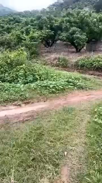 Đất vườn tại Thôn Họ, Kiên Lao, Lục Ngạn 5562m² giá chỉ 1.45 tỷ - Cơ hội đầu tư tuyệt vời!