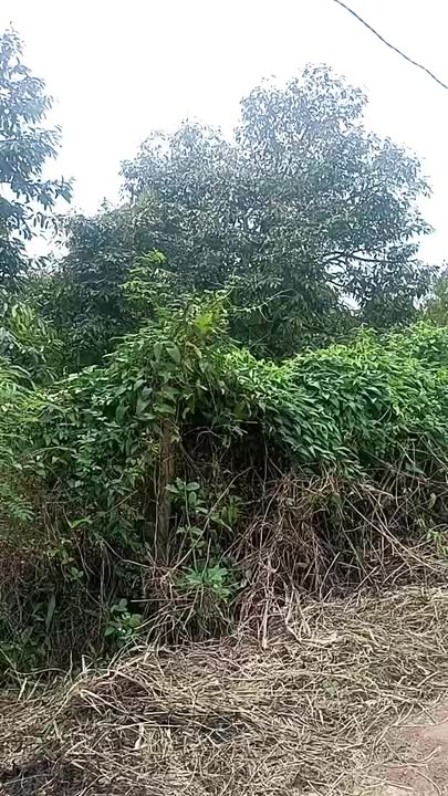 Đất thổ cư 400m² tại Xuân Phú, Ea Kar - Diện tích 10.800m², giá thỏa thuận!