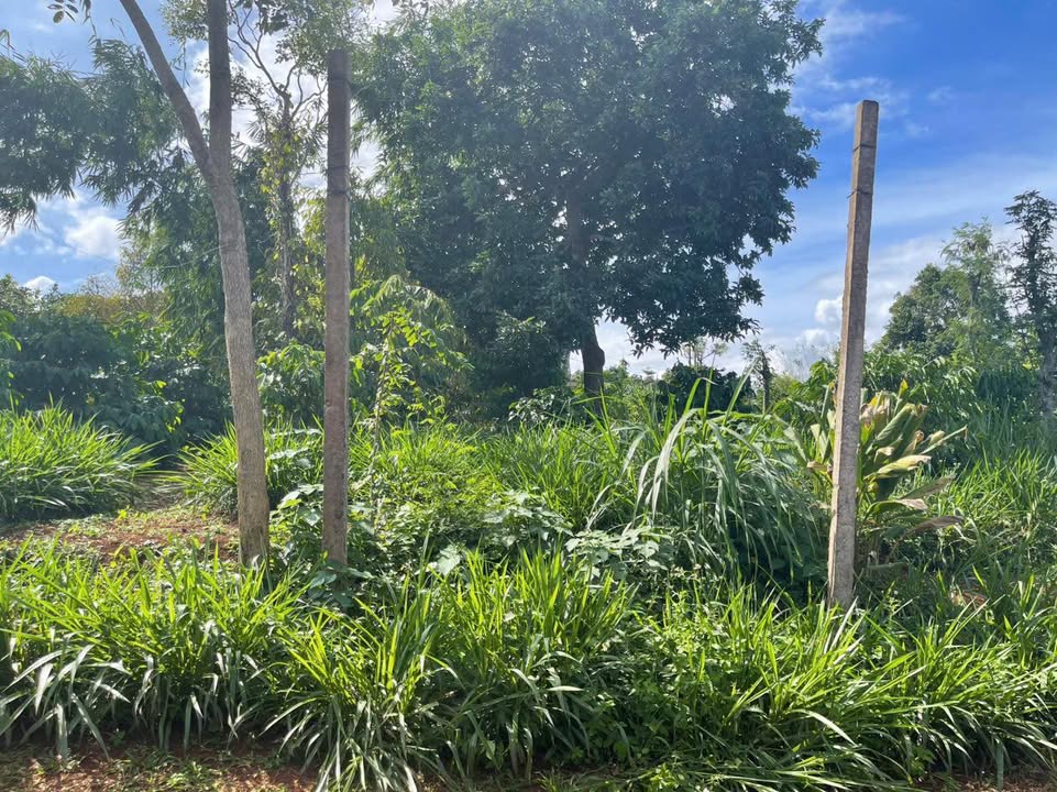 Đất nền Phú Xuân 940m² giá 940 triệu - Sổ đỏ chính chủ, vị trí đẹp!