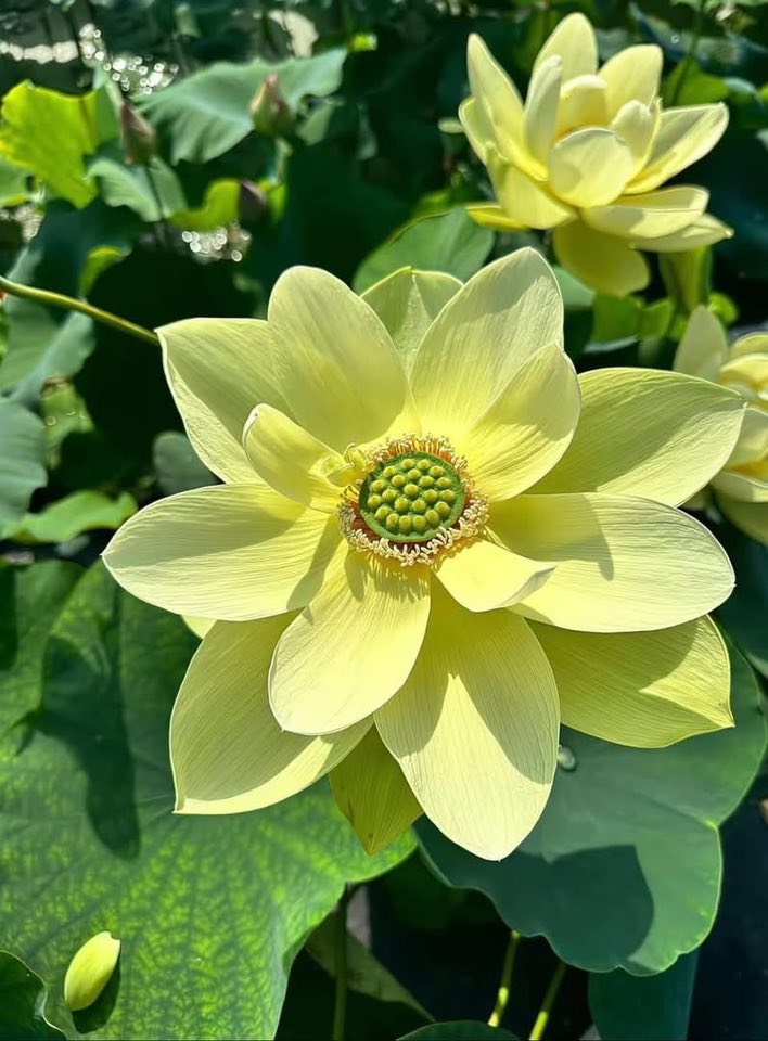 Đất mặt tiền Tôn Đức Thắng Hội An 200m² giá 8 tỷ - Đầu tư sinh lời ngay!