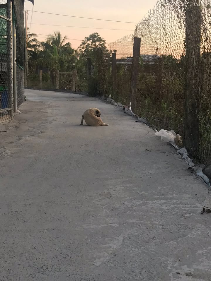 Đất nền Đăng Hưng Phước, Chợ Gạo 156m² giá chỉ 295 triệu - Đầu tư sinh lời ngay!