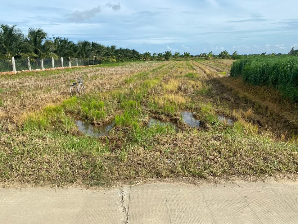 Đất nền Phú Lễ Ba Tri 1232m² giá 490 triệu - Tiềm năng đầu tư lớn!