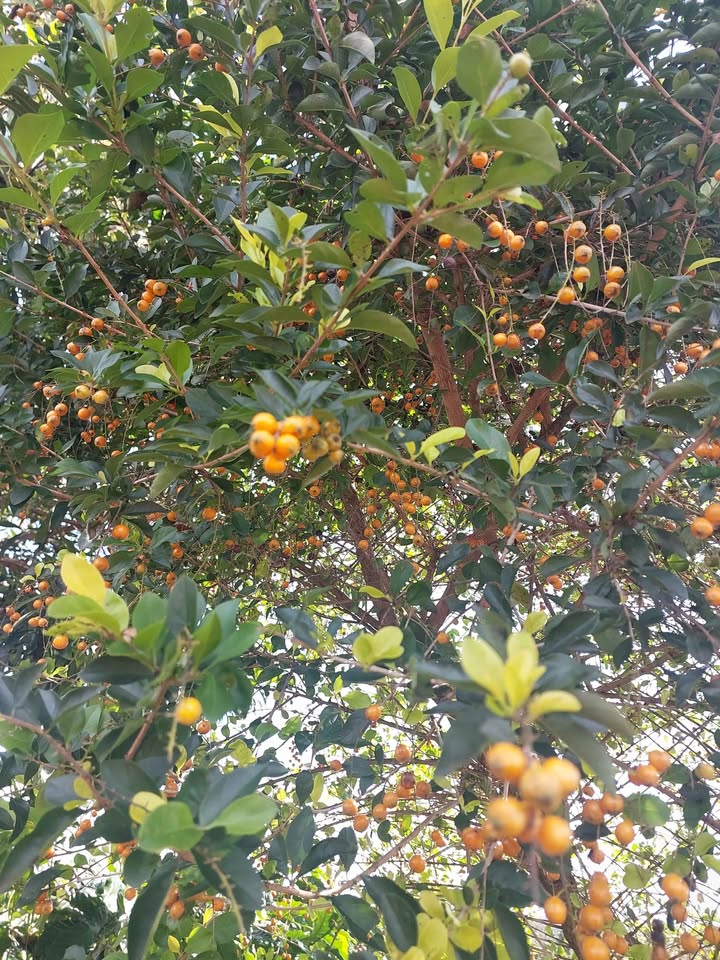 Đất nền mặt tiền Ngô Quyền, Biển Hồ, 440m² chỉ 2 tỷ - Cơ hội đầu tư tuyệt vời!