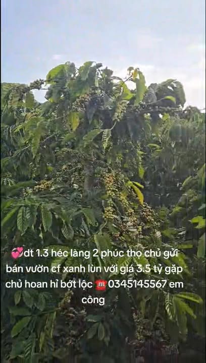 Bán vườn cà phê 1.3ha tại Phúc Thọ - Giá 3.5 tỷ, nguồn thu ổn định!