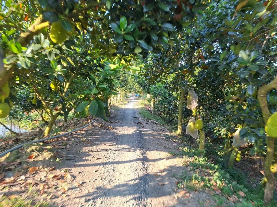 Đất lúa 5900m² xã Láng Biển, huyện Tháp Mười giá 1.2 tỷ - Đầu tư sinh lời ngay!