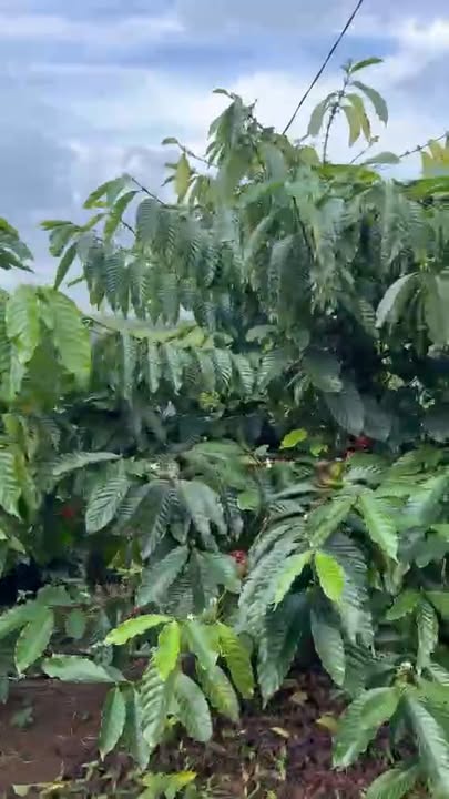 Farm thôn 1 Ea Ngai 12.000m² giá 4.5 tỷ - Đầu tư sinh lời hấp dẫn!