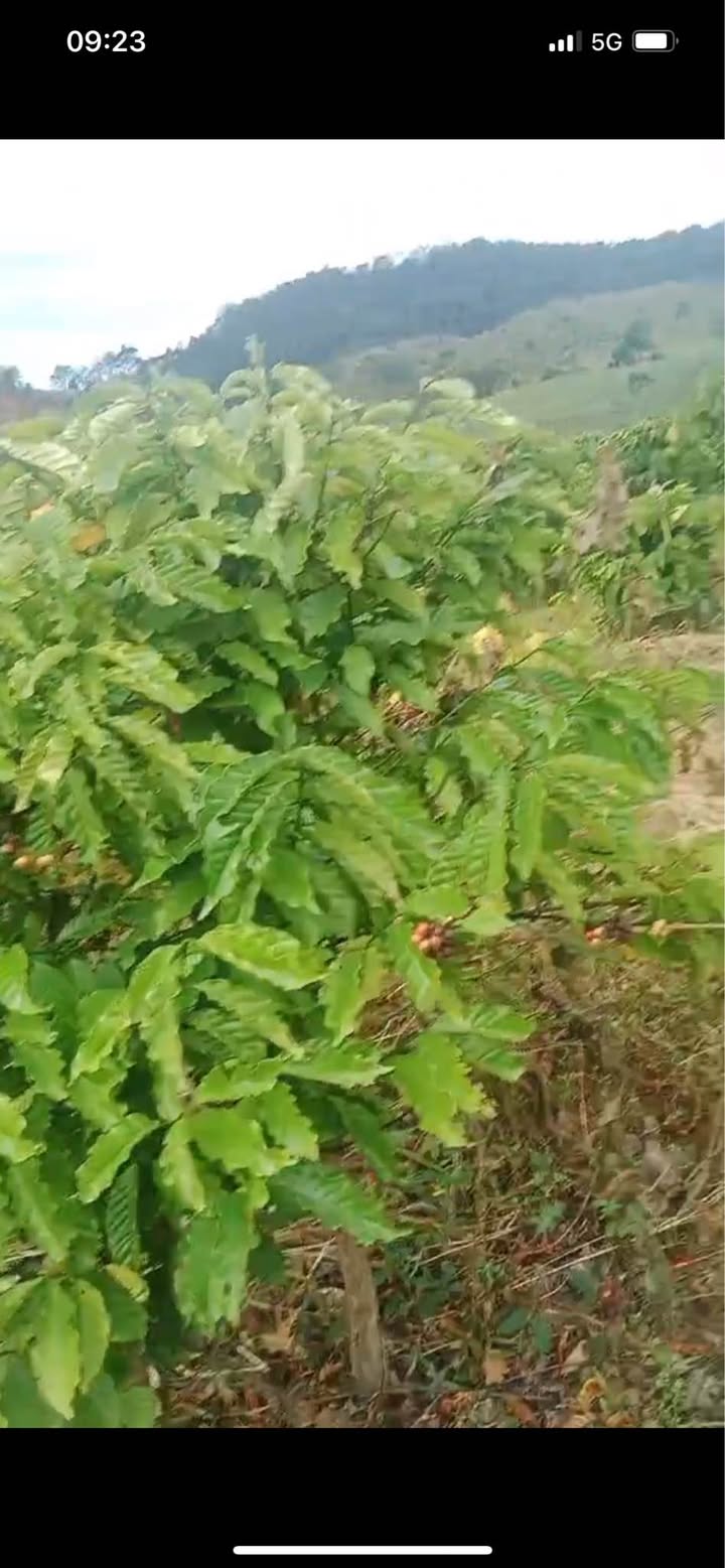 Đất Farm 5 sào tại Đăk Ruồng, Kon Rẫy - Đang kinh doanh cà phê tốt!
