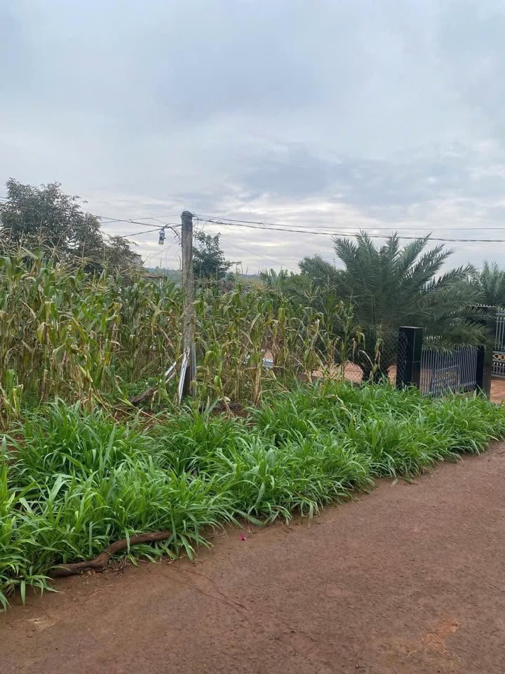 Đất nền Phú Xuân Krông Năng 315m² giá 2.993 tỷ - Pháp lý rõ ràng, chính chủ bán!