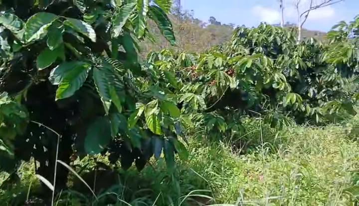 Đất Ninh Loan, Đức Trọng 2ha giá 1.7 tỷ - Cơ hội đầu tư tuyệt vời!