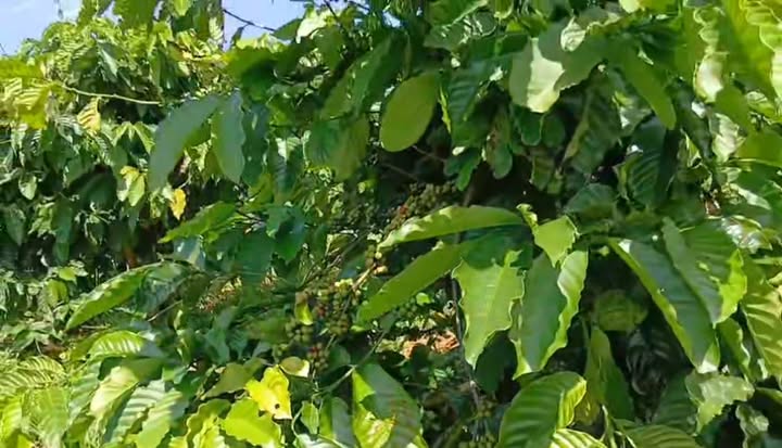 Đất nông nghiệp 2ha tại Ninh Loan, Đức Trọng chỉ 1.7 tỷ - Cơ hội đầu tư tuyệt vời!