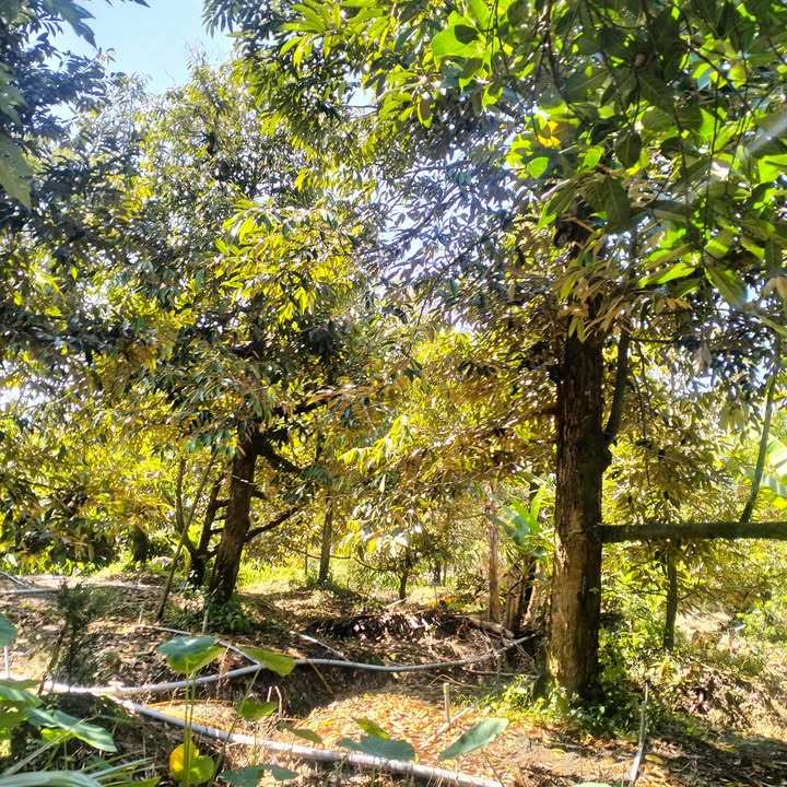 Đất nền 2 mặt tiền 800m² tại ấp Hội Nghĩa, giá chỉ 1 tỷ - Cơ hội đầu tư tuyệt vời!