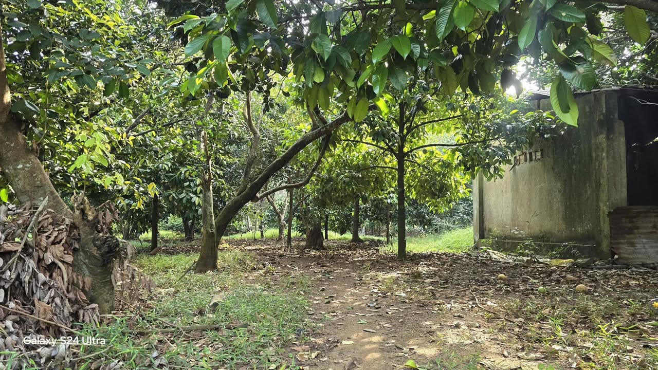 Đất nền 1500m² phường Xuân Tân, Long Khánh giá chỉ 1.55 tỷ - Cơ hội đầu tư hấp dẫn!