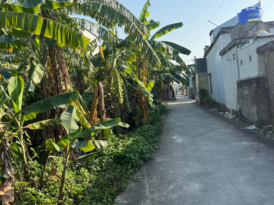 Đất nền Đông Trà Tiền Hải 485m² - Cơ hội đầu tư tuyệt vời!