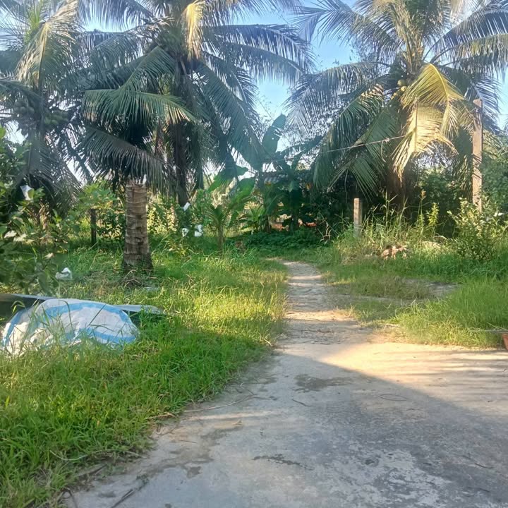 Đất vườn dừa và Nhà mới tại xã Phong Nẫm, Giồng Trôm - 2.100m² chỉ 1.4 tỷ!