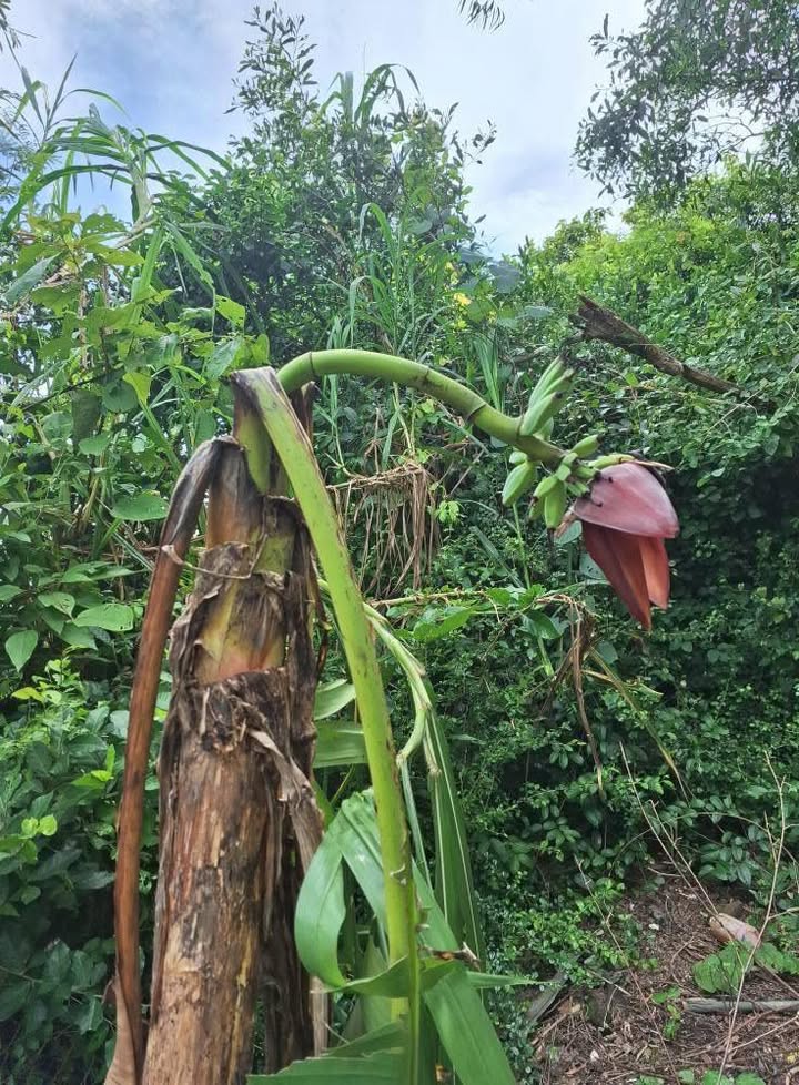 Nhà phố Hiệp Thành, 28.8m² giá 1.79 tỷ - Sổ hồng chính chủ, thương lượng tốt!