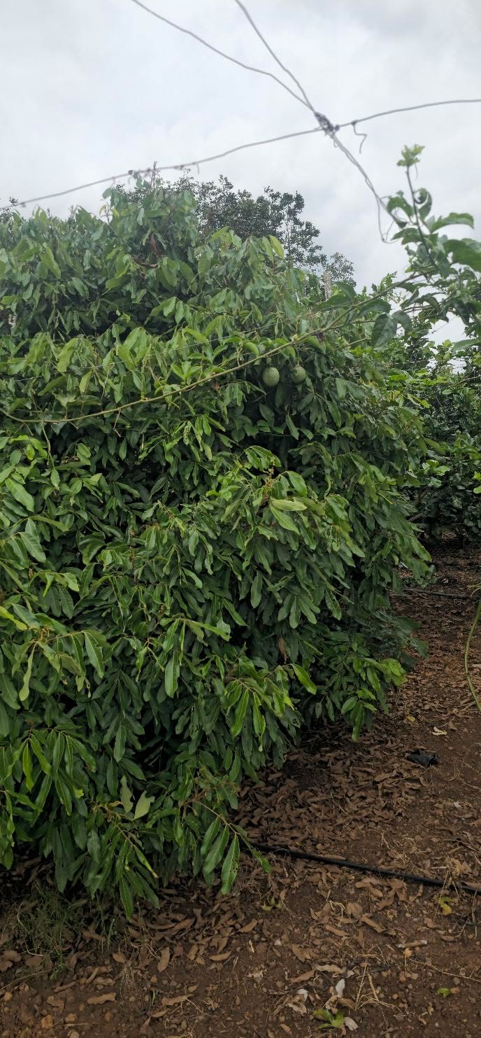 Đất thổ cư 5 sào Ea M'nang giá 1.8 tỷ - Nhà mới xây hoàn thiện, sẵn sàng ở!