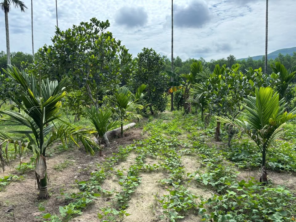 Đất vườn mini Đình Cương 700m² giá 600 triệu - Sổ hồng chính chủ!