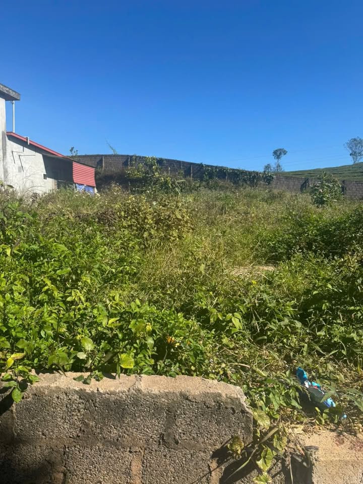 Đất thổ cư Tiểu khu 68, Nông Trường, Mộc Châu 115m² giá 1.6 tỷ - Vị trí đắc địa!