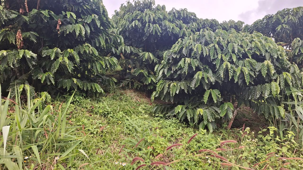 Đất nền 11,800m² xã Tân Thanh, huyện Di Linh - Giá chỉ 4.65 tỷ, cơ hội đầu tư tuyệt vời!