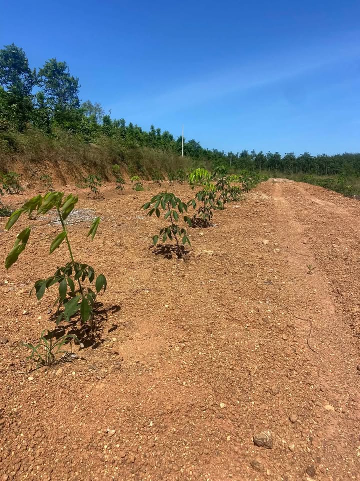 Đất nền Phú Giáo 2481.54m² giá 1 tỷ - Gần khu công nghiệp và cao su