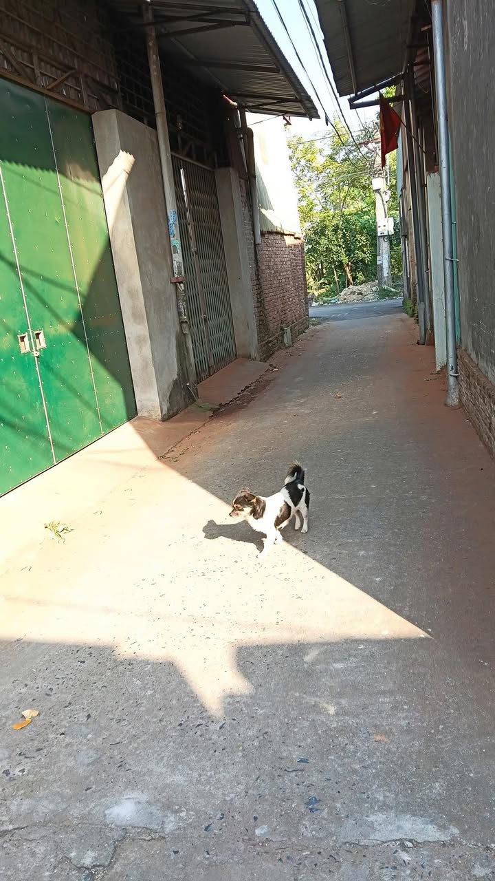 Đất nền Phù Khê Từ Sơn 54m² - Cơ hội đầu tư hấp dẫn!