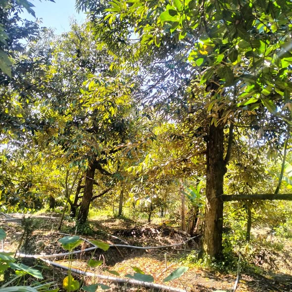 Đất 2 mặt tiền 800m² tại Ấp Hội Nghĩa, Cai Lậy - Giá chỉ 1 tỷ VND!