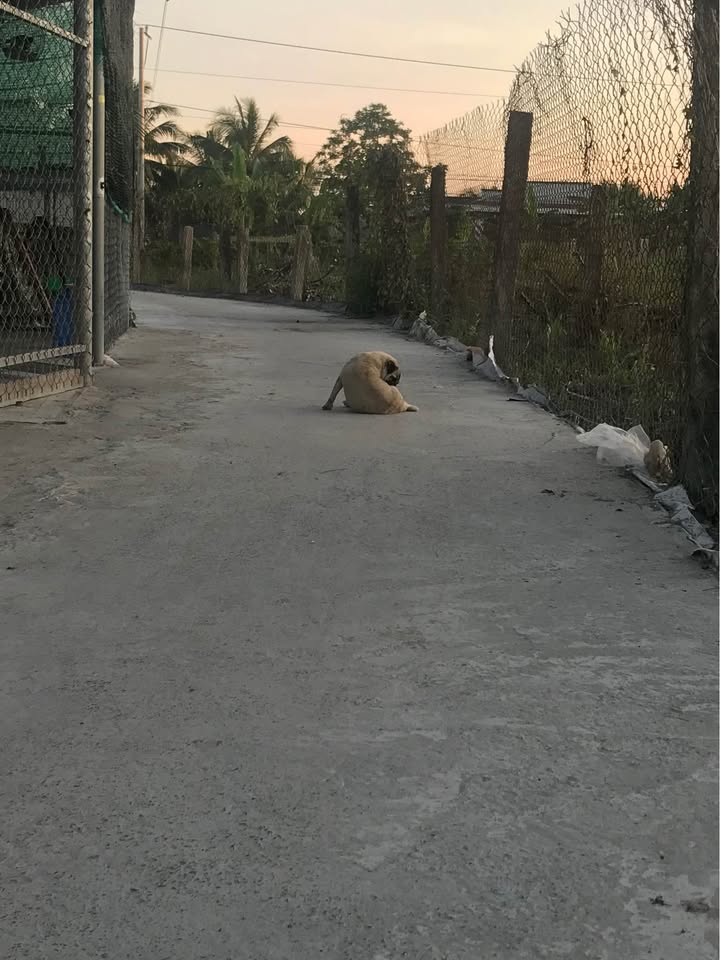 Đất nền Đăng Hưng Phước, Chợ Gạo 156m² giá 295 triệu - Đầu tư lý tưởng!