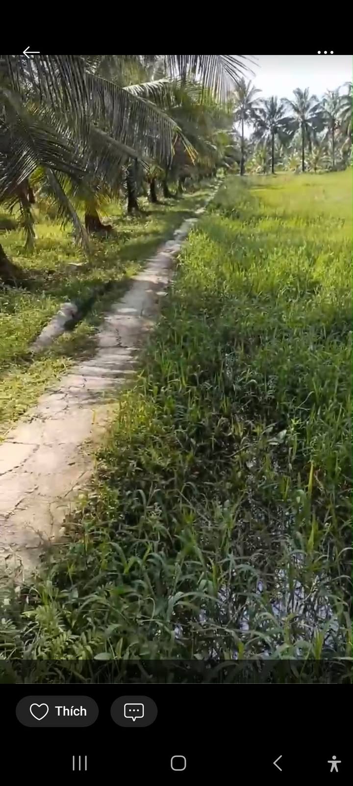 Đất thổ cư xã Mỹ Hòa, huyện Ba Tri, 720m² giá chỉ 200 triệu - Cơ hội đầu tư tuyệt vời!