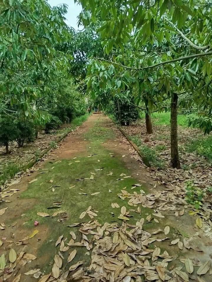 Đất nền Tân An Buôn Ma Thuột 14,400m² giá 1.55 tỷ - Mặt tiền đường rộng rãi!