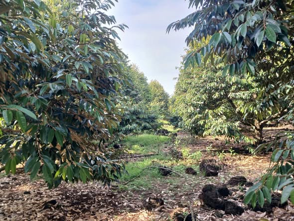 Đất nông nghiệp Phú Lập 6600m² giá 3.2 tỷ - Tiềm năng sinh lời cao!