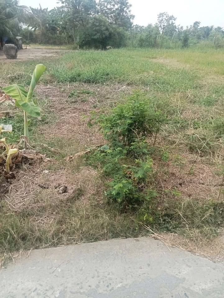 Đất nền ấp Kinh Trên, Bình Ân, Gò Công Đông 270m² giá chỉ 350 triệu - Cơ hội đầu tư tuyệt vời!